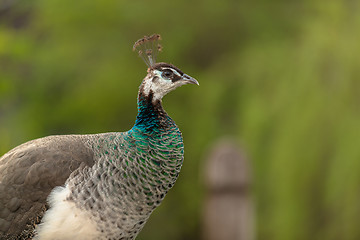 Image showing Peacockin the zoo