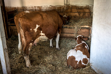 Image showing Cows lying on the ground 