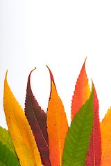 Image showing Fallen leaves