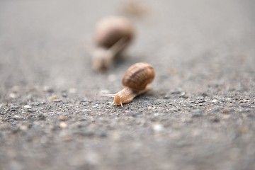 Image showing Snail on the road