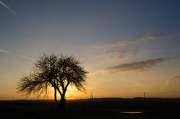Image showing Bare tree at sunset