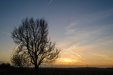 Image showing Big lone tree