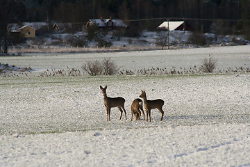 Image showing deer on field