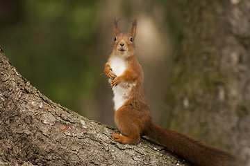 Image showing red squirrel