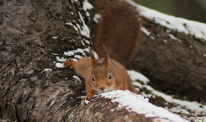 Image showing creeping squirrel