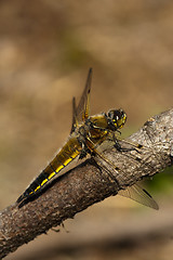 Image showing dragon fly