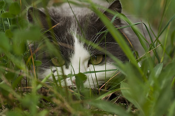 Image showing hiding cat