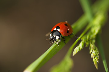 Image showing lady bird