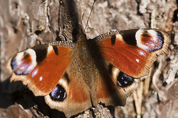 Image showing inachis io