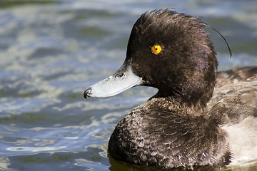 Image showing tufted duck