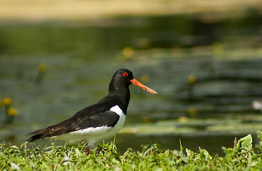 Image showing oyster catcher