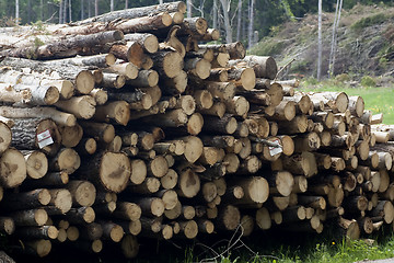 Image showing timber