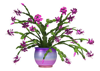 Image showing Christmas Cactus