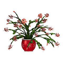 Image showing Christmas Cactus