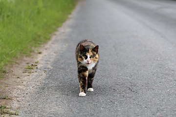 Image showing Angry Cat Keeps a Watch on the Road