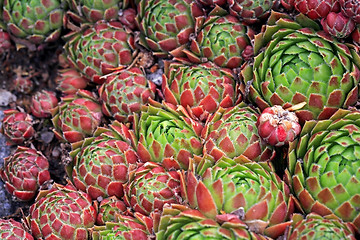 Image showing Background of Jovibarba globifera Succulent or Hens and Chicks