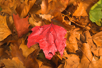 Image showing leaves during fall season