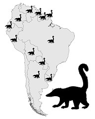 Image showing Coati  range