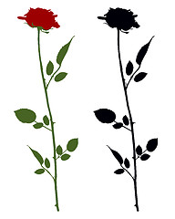 Image showing Roses on white