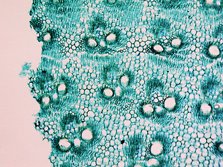 Image showing Bamboo stem micrograph