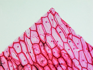 Image showing Onion epidermus micrograph