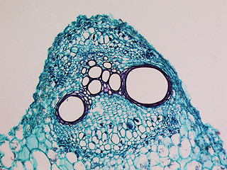 Image showing Cucurbita stem micrograph