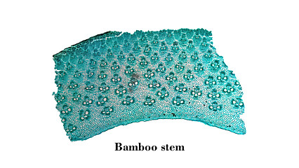 Image showing Bamboo stem micrograph