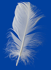 Image showing White Feather Cutout