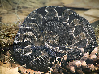 Image showing Timber Rattlesnake