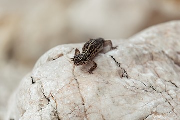 Image showing Gecko lizard on rocks 