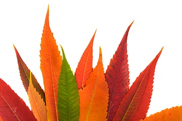 Image showing Fallen leaves