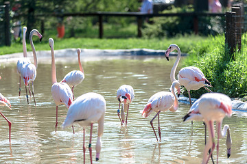 Image showing Flock of pink flamingos 