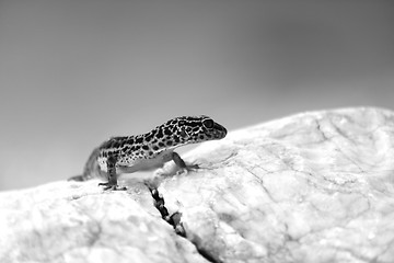 Image showing Gecko lizard on rocks 