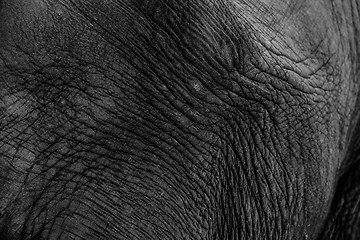 Image showing African elephant closeup