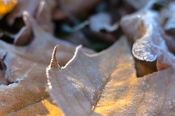 Image showing Fallen leaves