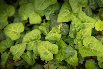 Image showing Leaves of fresh green ivy closeup