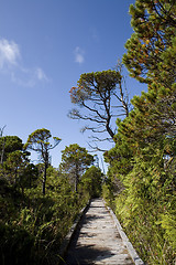 Image showing wild trees