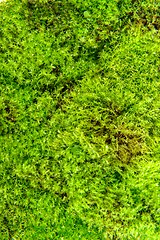 Image showing Green moss isolated 