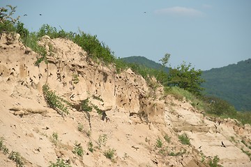 Image showing The nests of swallows in sand quarry