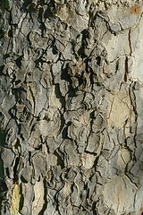 Image showing Closeup photo of a tree trunk