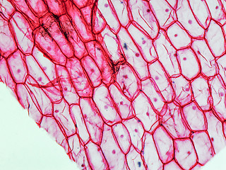 Image showing Onion epidermus micrograph