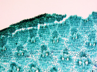 Image showing Bamboo stem micrograph