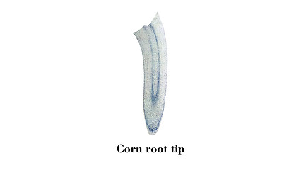 Image showing Corn root tip micrograph