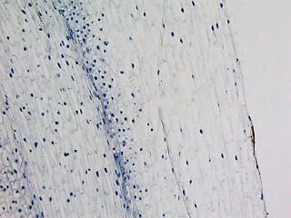 Image showing Corn root tip micrograph