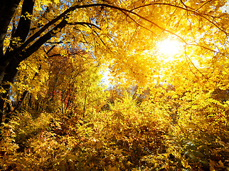 Image showing Forest on a bright day