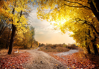 Image showing Maple forest