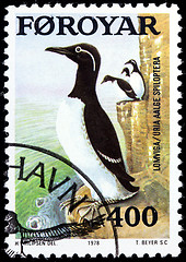 Image showing Common Murre