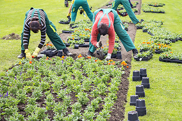 Image showing Planting flowers