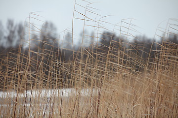 Image showing reeds cold winter wind