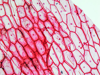 Image showing Onion epidermus micrograph